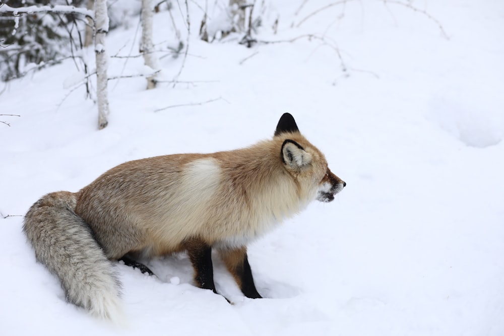 brown fox on snow covered ground during daytime