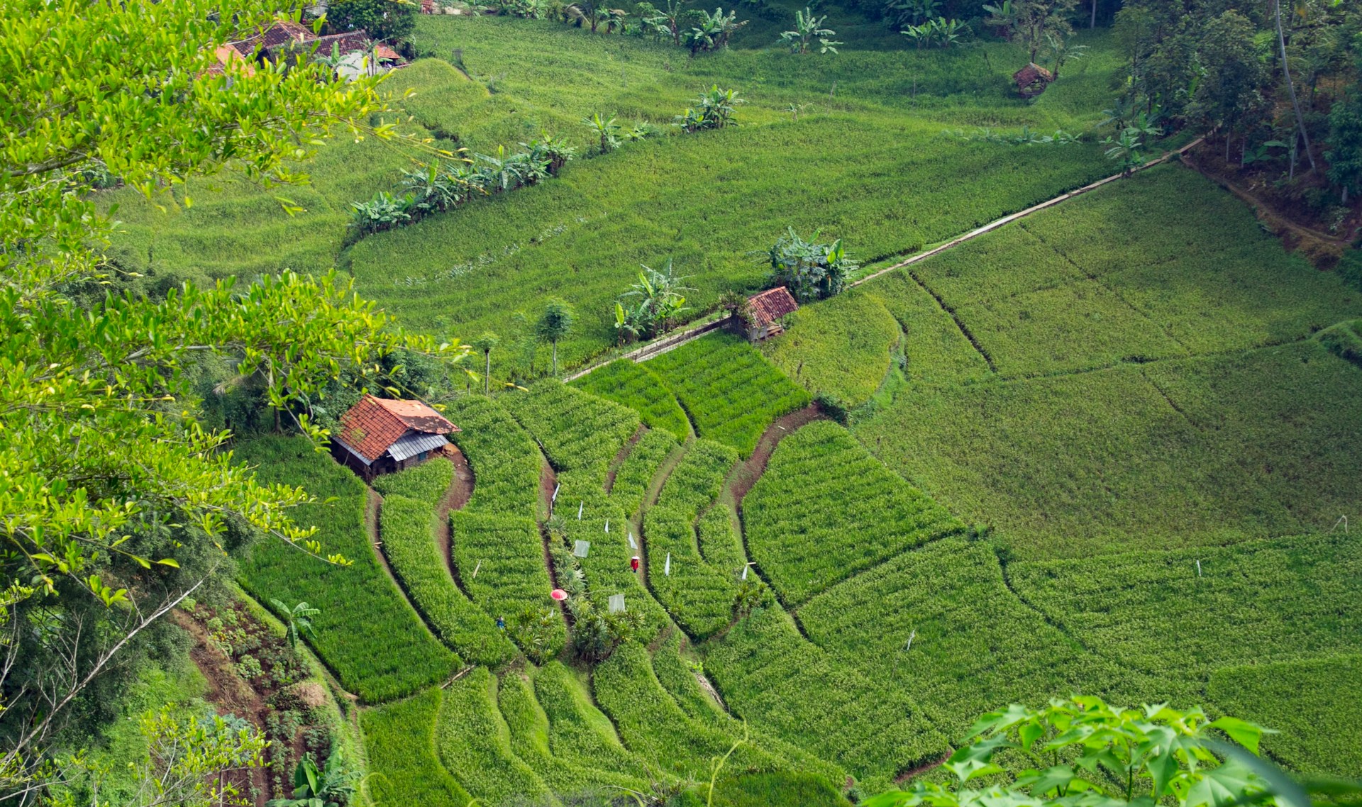 aerial view of green grass field during daytime