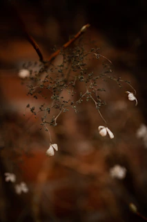 Detail of weathered driftwood branches merging with a rustic frame, accented by soft, everlasting floral elements in muted tones.
