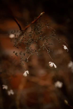 Detail of weathered driftwood branches merging with a rustic frame, accented by soft, everlasting floral elements in muted tones.