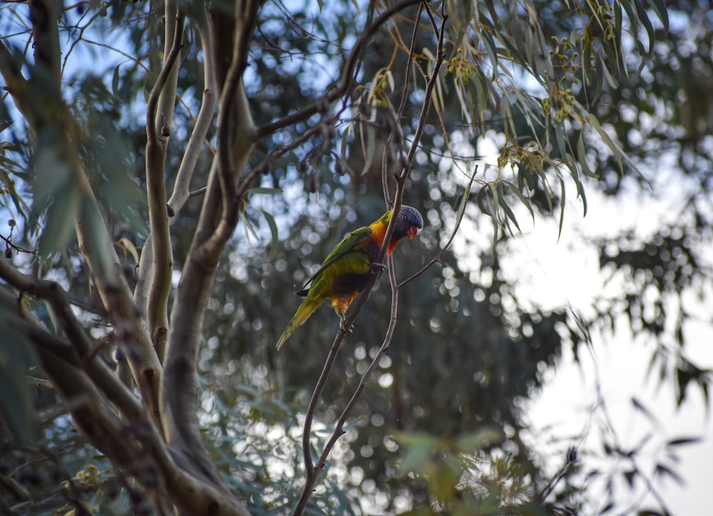 green blue and yellow bird on tree branch during daytime