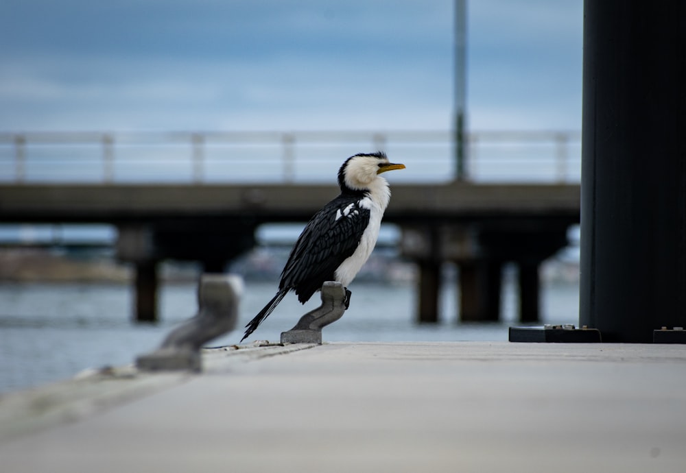 black and white bird on gray concrete floor during daytime