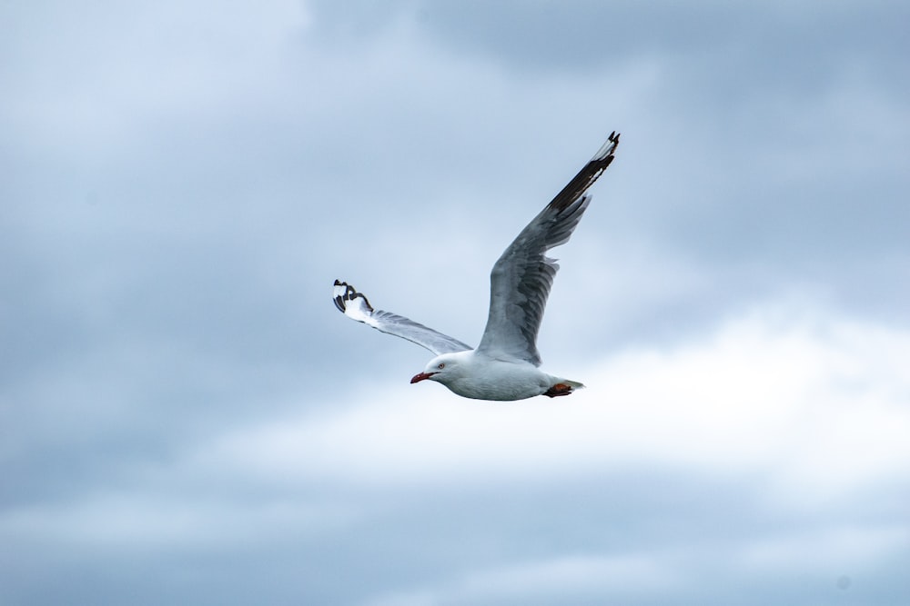 white gull flying under white clouds during daytime