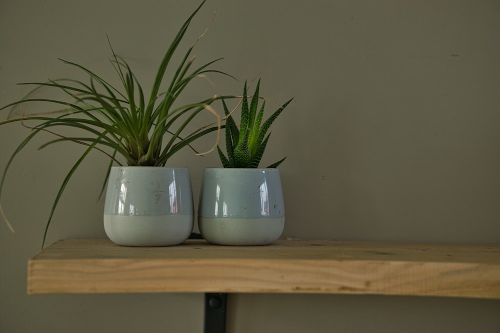 green plant in white ceramic pot