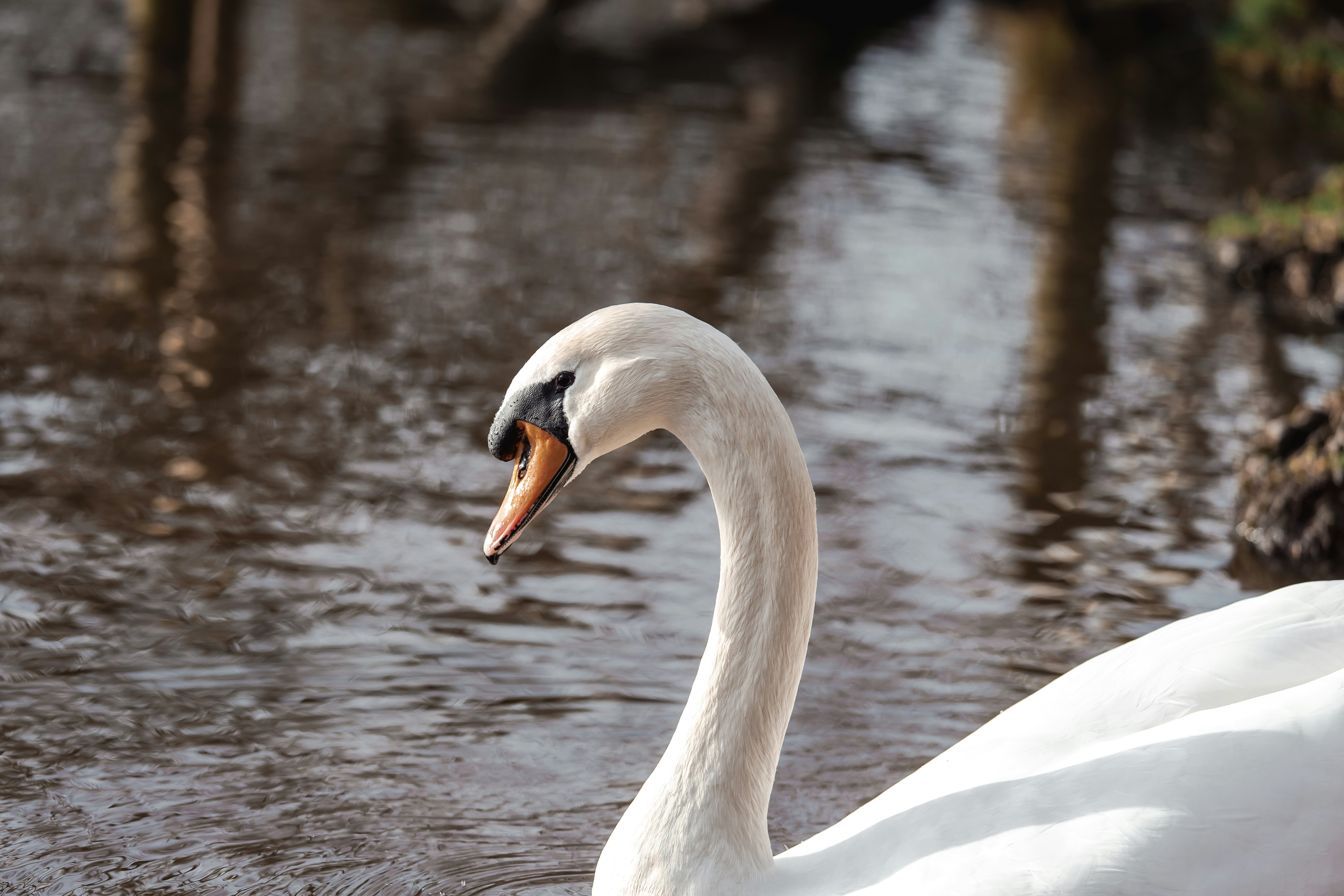 Cigno bianco sull'acqua durante il giorno