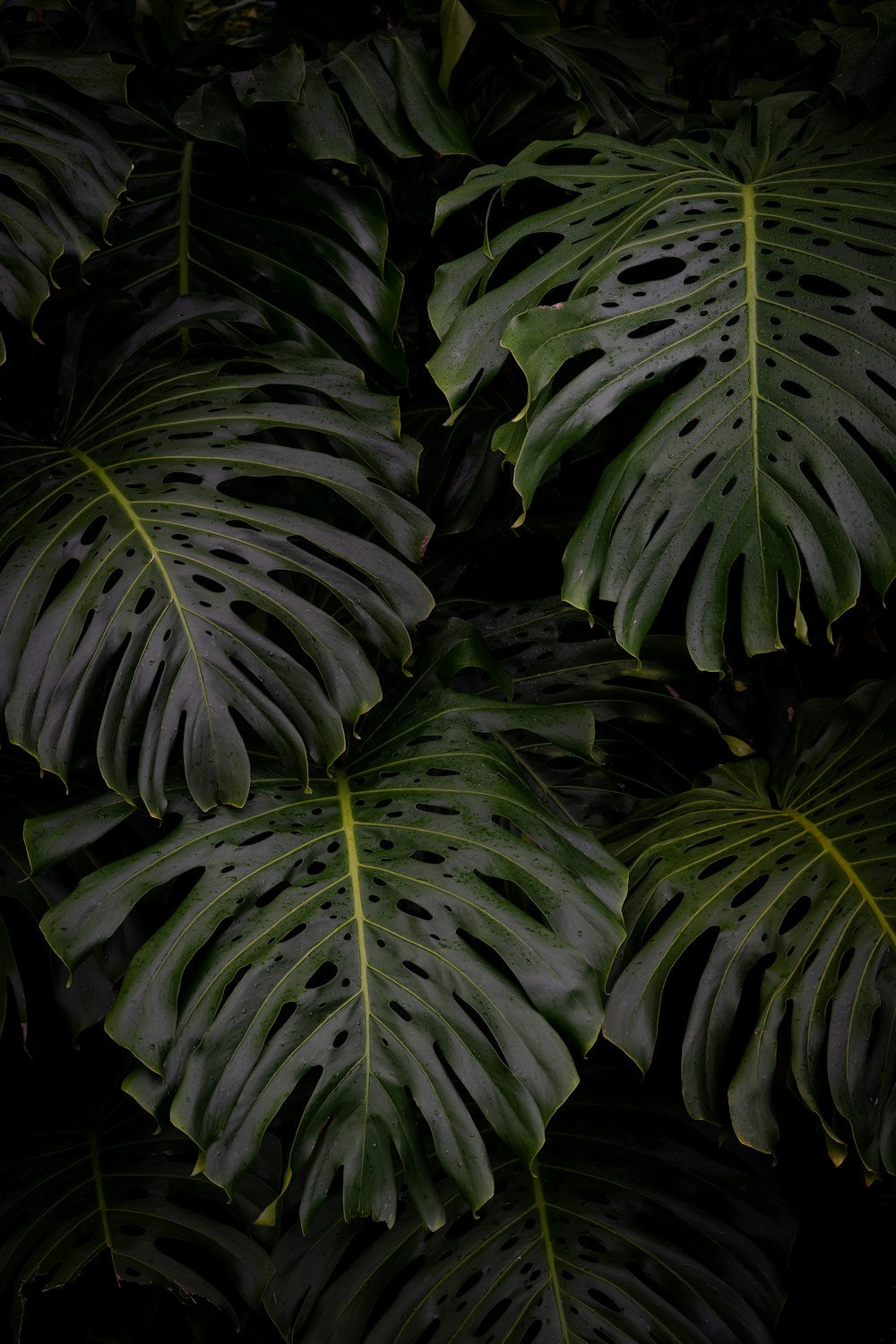 green leaves in close up photography