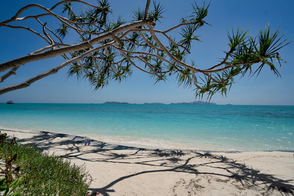 Tronco de árbol marrón en la playa durante el día