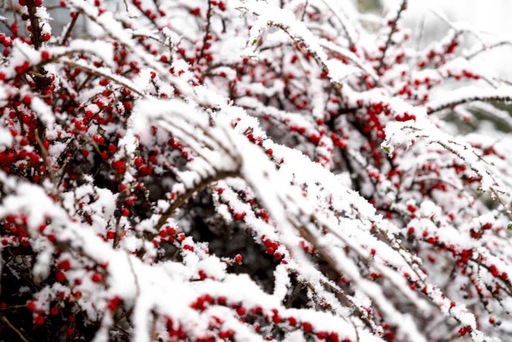 white and red tree branch