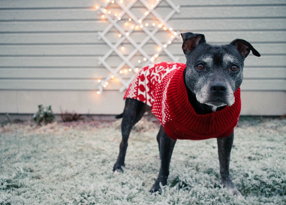 black short coated dog wearing red and white polka dot shirt