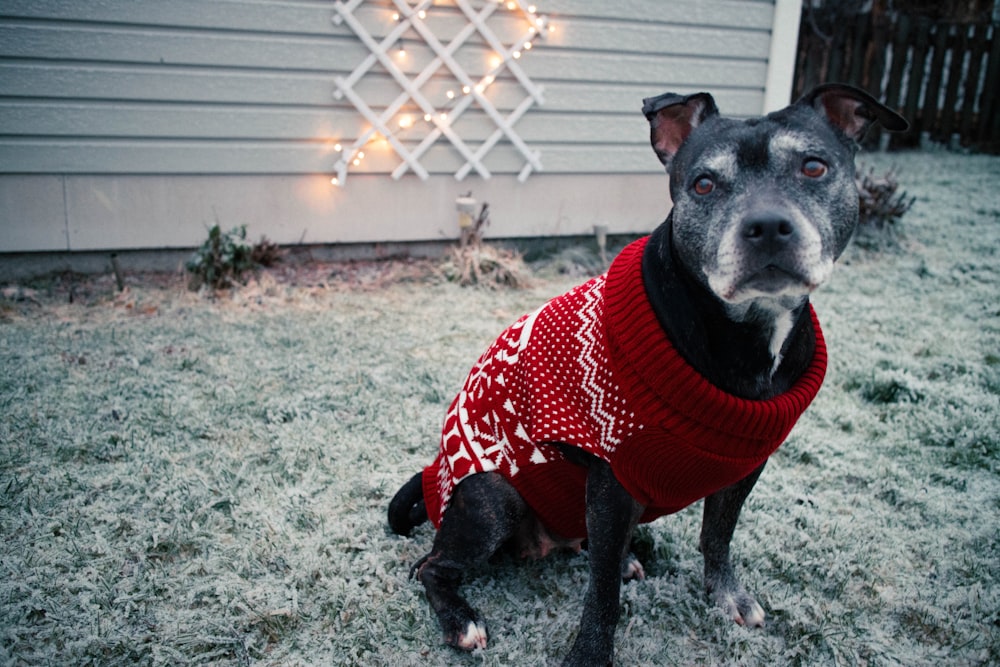 black short coated dog wearing red and white scarf