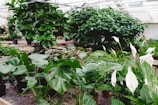 A lush indoor garden with a variety of green plants and white blooms. The scene features broad-leaved plants and delicate white flowers, arranged in pots and planters, creating a vibrant and tranquil atmosphere under natural lighting.