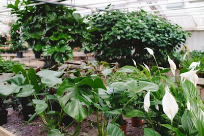 A lush indoor garden with a variety of green plants and white blooms. The scene features broad-leaved plants and delicate white flowers, arranged in pots and planters, creating a vibrant and tranquil atmosphere under natural lighting.