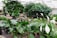 A lush indoor garden with a variety of green plants and white blooms. The scene features broad-leaved plants and delicate white flowers, arranged in pots and planters, creating a vibrant and tranquil atmosphere under natural lighting.