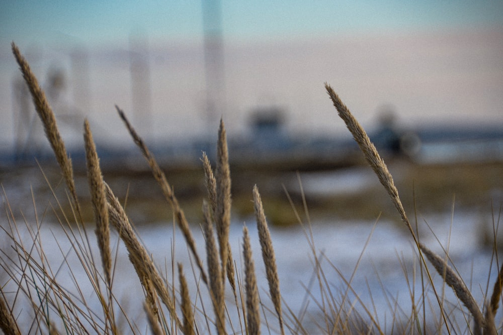 brown wheat field during daytime