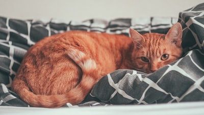 Erhöhter Glukosegehalt im Urin einer Katze – ein dringender Notfall?