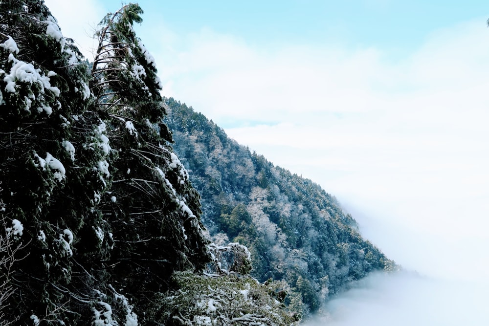 snow covered trees and mountains during daytime