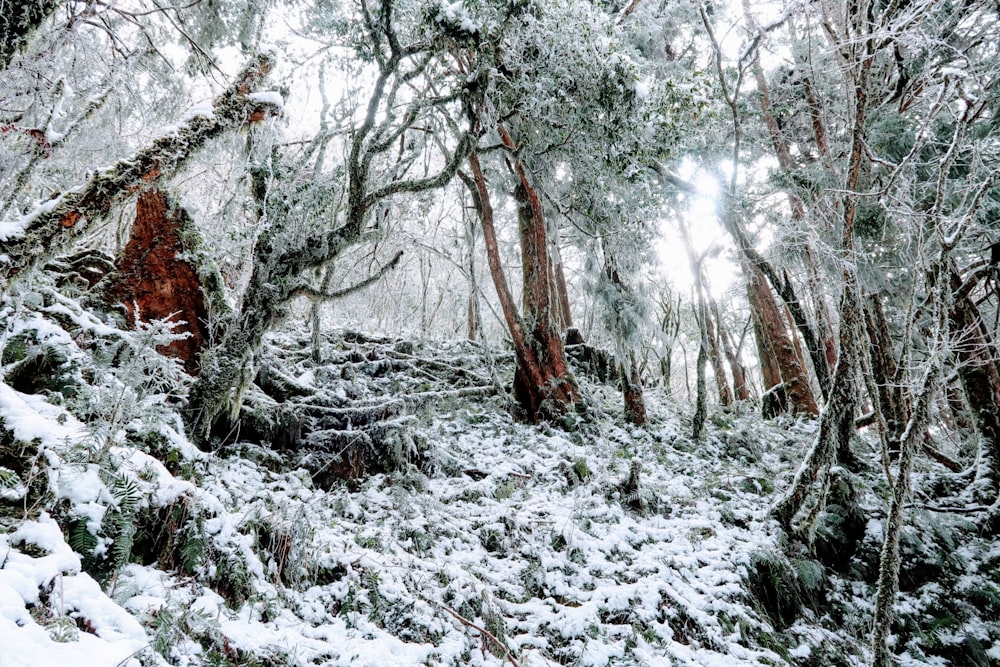 brown trees covered with snow during daytime