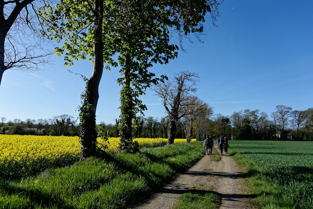 people walking on pathway between green grass field during daytime