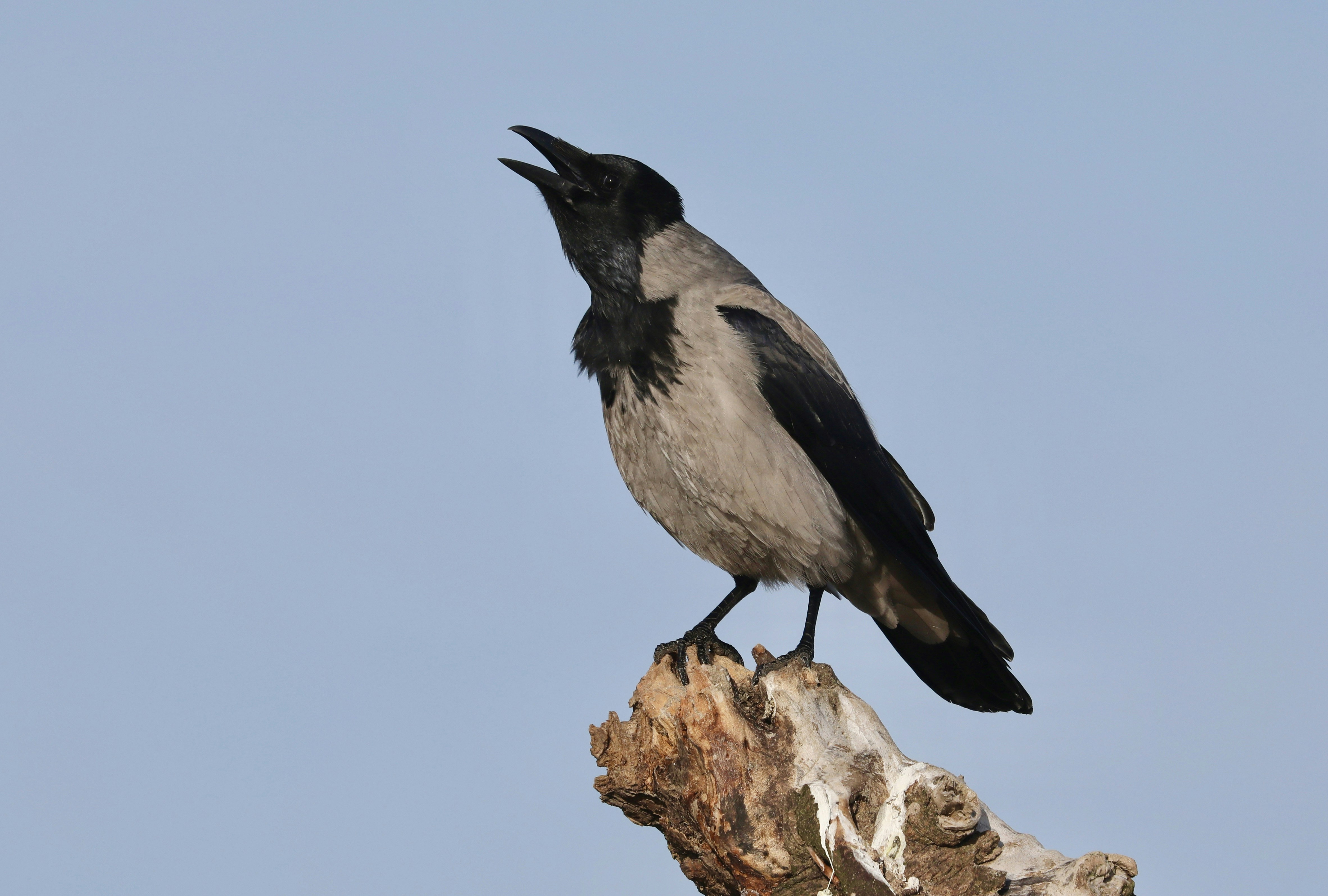 uccello bianco e nero sul ramo marrone dell'albero durante il giorno