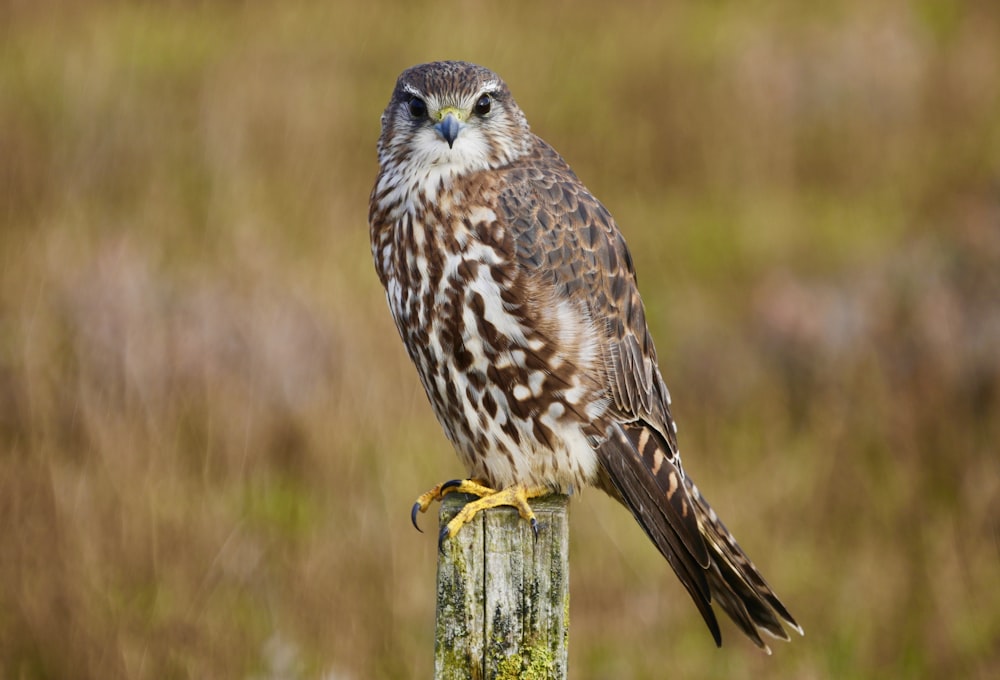 brown and white bird on brown wooden post during daytime