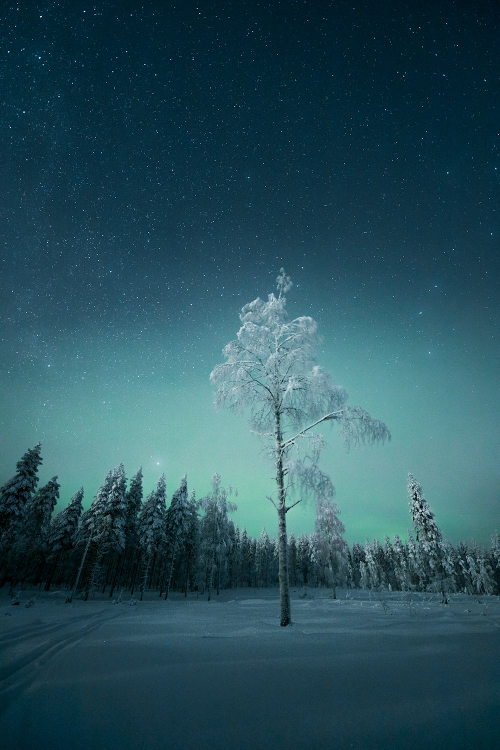 regional for mig jungle Best Snow Night Pictures [HD] | Download Free Images on Unsplash