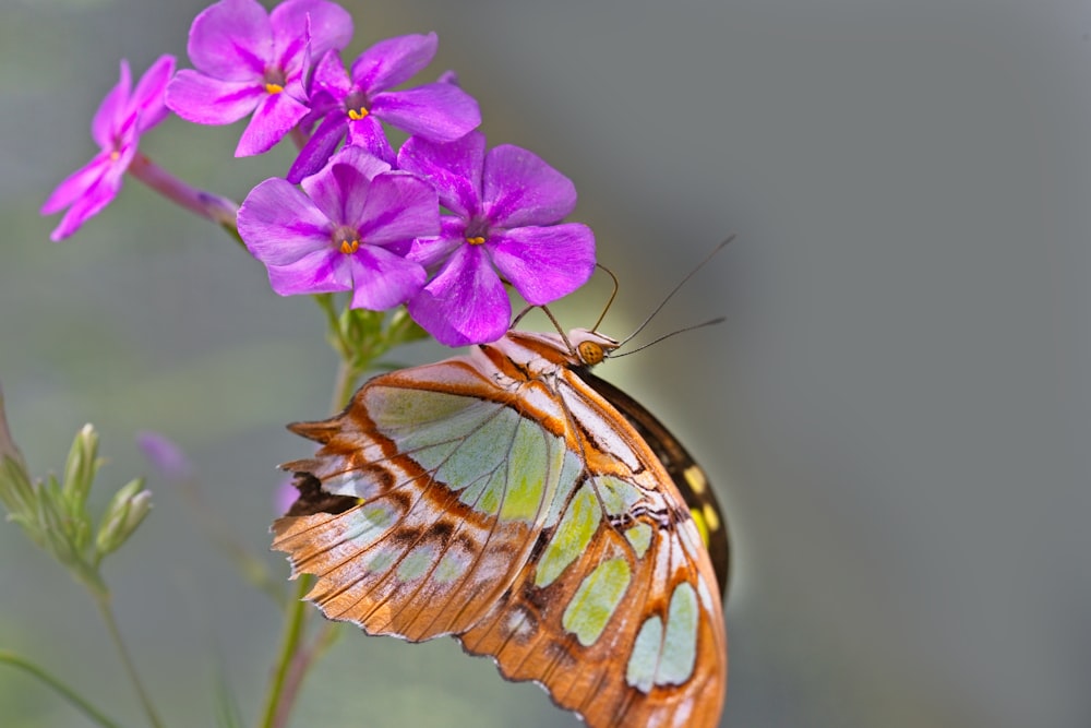 borboleta marrom e preta na flor roxa