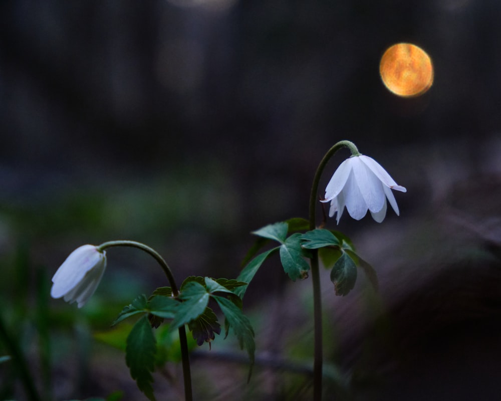 white flower with green leaves