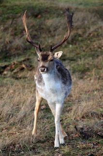 Best Tree Stand for Whitetail Hunting