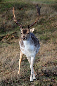Best Tree Stand for Whitetail Hunting