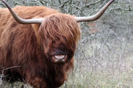 A Highland cow with long, shaggy, reddish-brown fur and large curved horns standing in a natural, wooded area. The cow's hair covers its eyes, giving it a distinctive look against a backdrop of leafless branches.