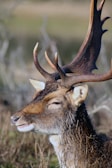 A close-up photograph of a deer with large antlers, standing in a natural environment with blurred vegetation in the background. The deer's eyes are half-closed, and its fur appears to be slightly wet.