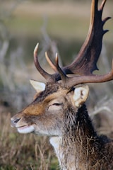 A close-up photograph of a deer with large antlers, standing in a natural environment with blurred vegetation in the background. The deer's eyes are half-closed, and its fur appears to be slightly wet.