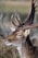A close-up photograph of a deer with large antlers, standing in a natural environment with blurred vegetation in the background. The deer's eyes are half-closed, and its fur appears to be slightly wet.