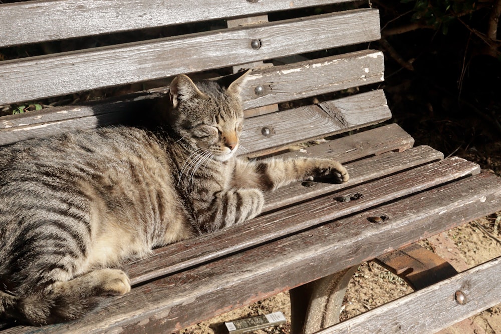 brown tabby cat on brown wooden bench