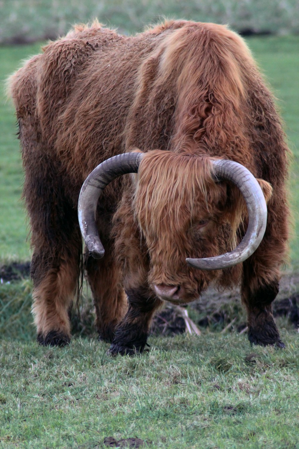 brown and black yak on green grass field during daytime