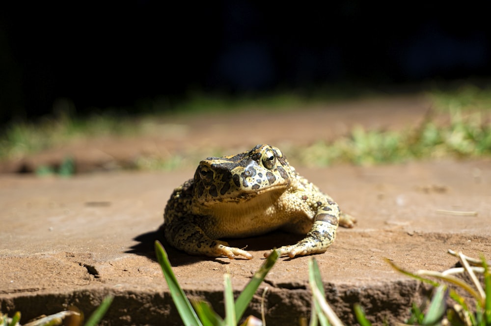 brown and black frog on brown soil