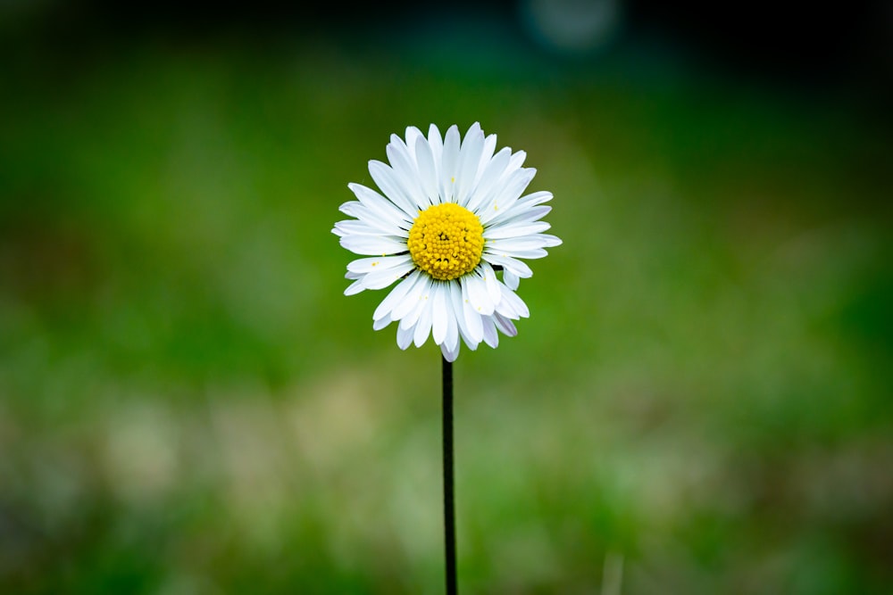 white daisy in tilt shift lens