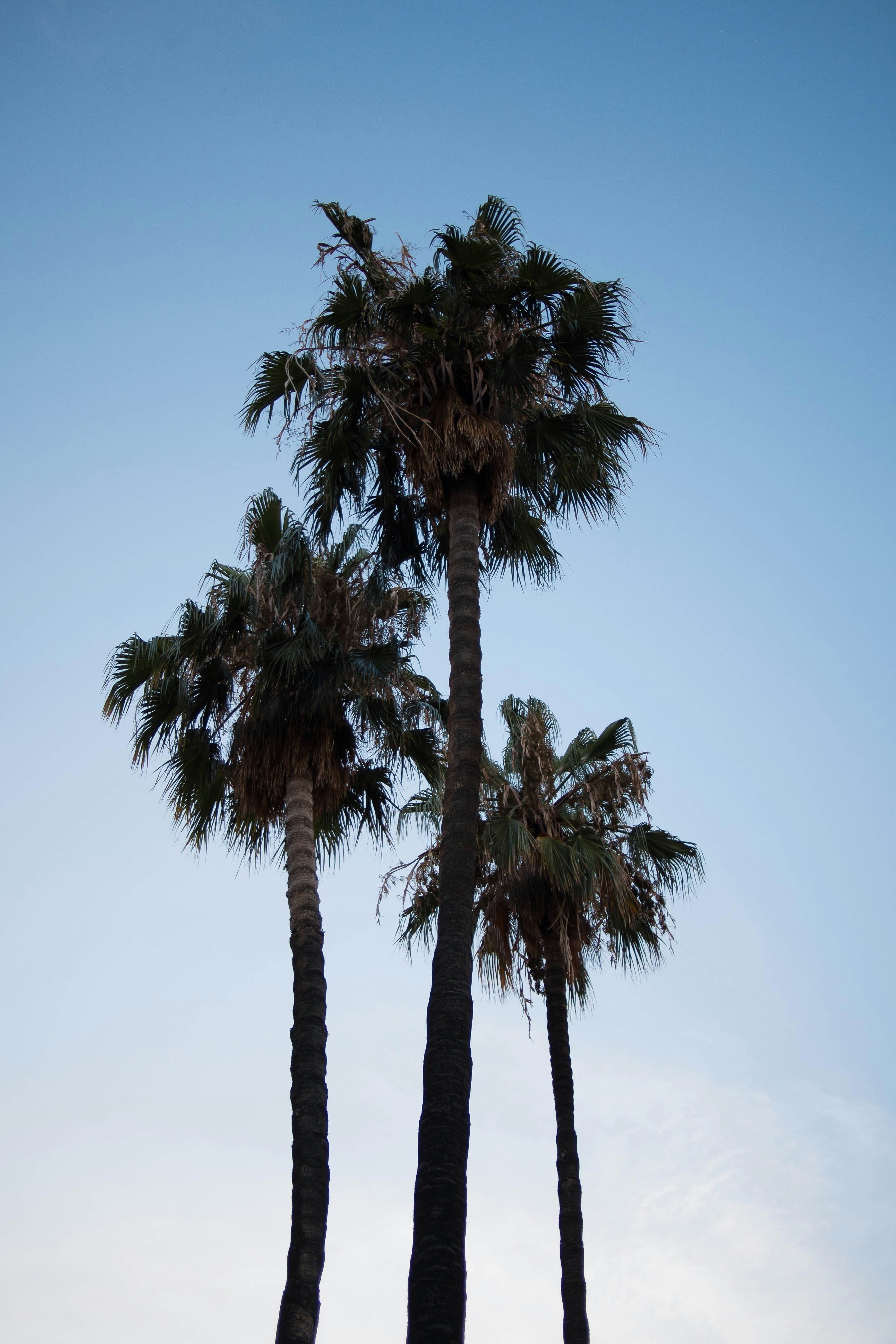 Choose from a curated selection of palm tree photos. Always free on Unsplash.