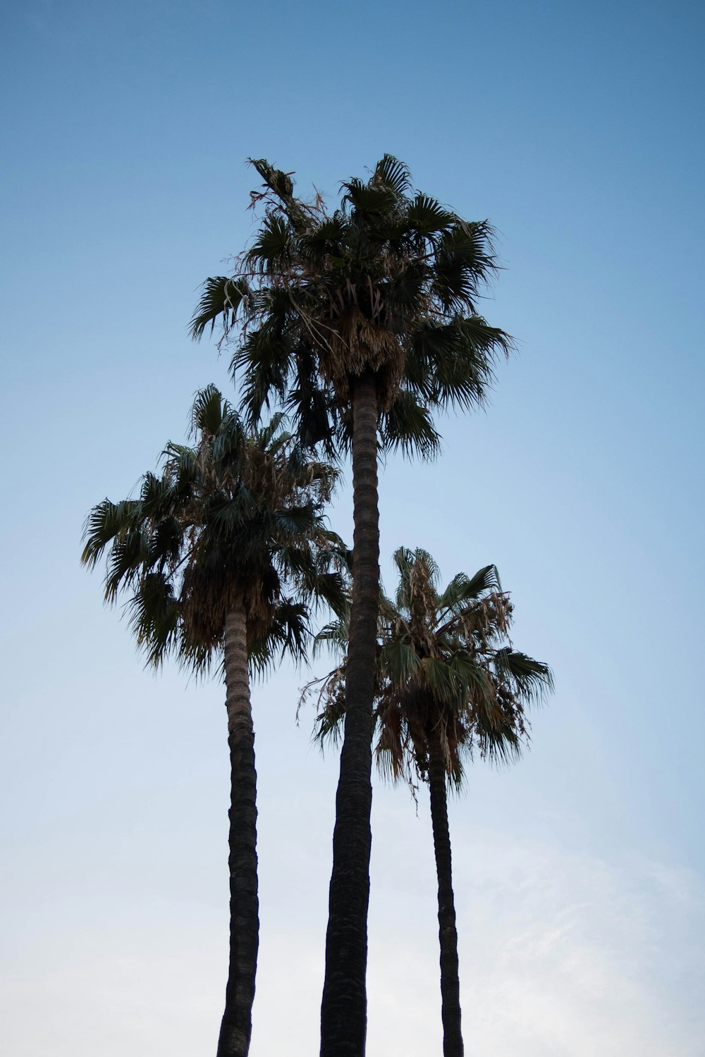 green palm tree under blue sky during daytime