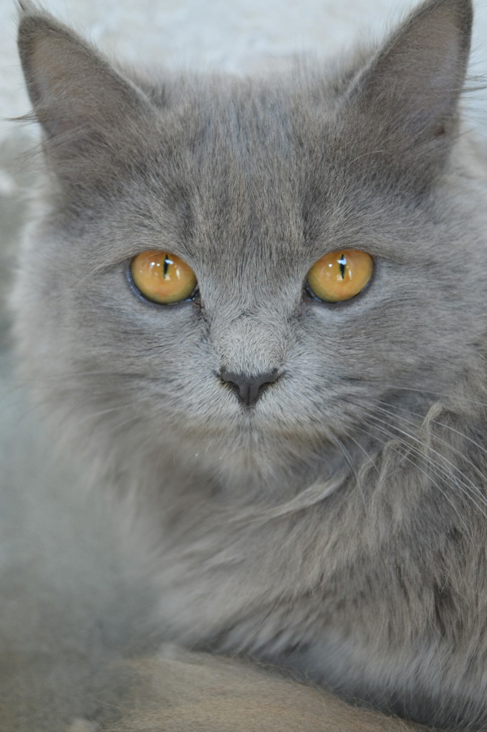 gato cinza na fotografia de perto