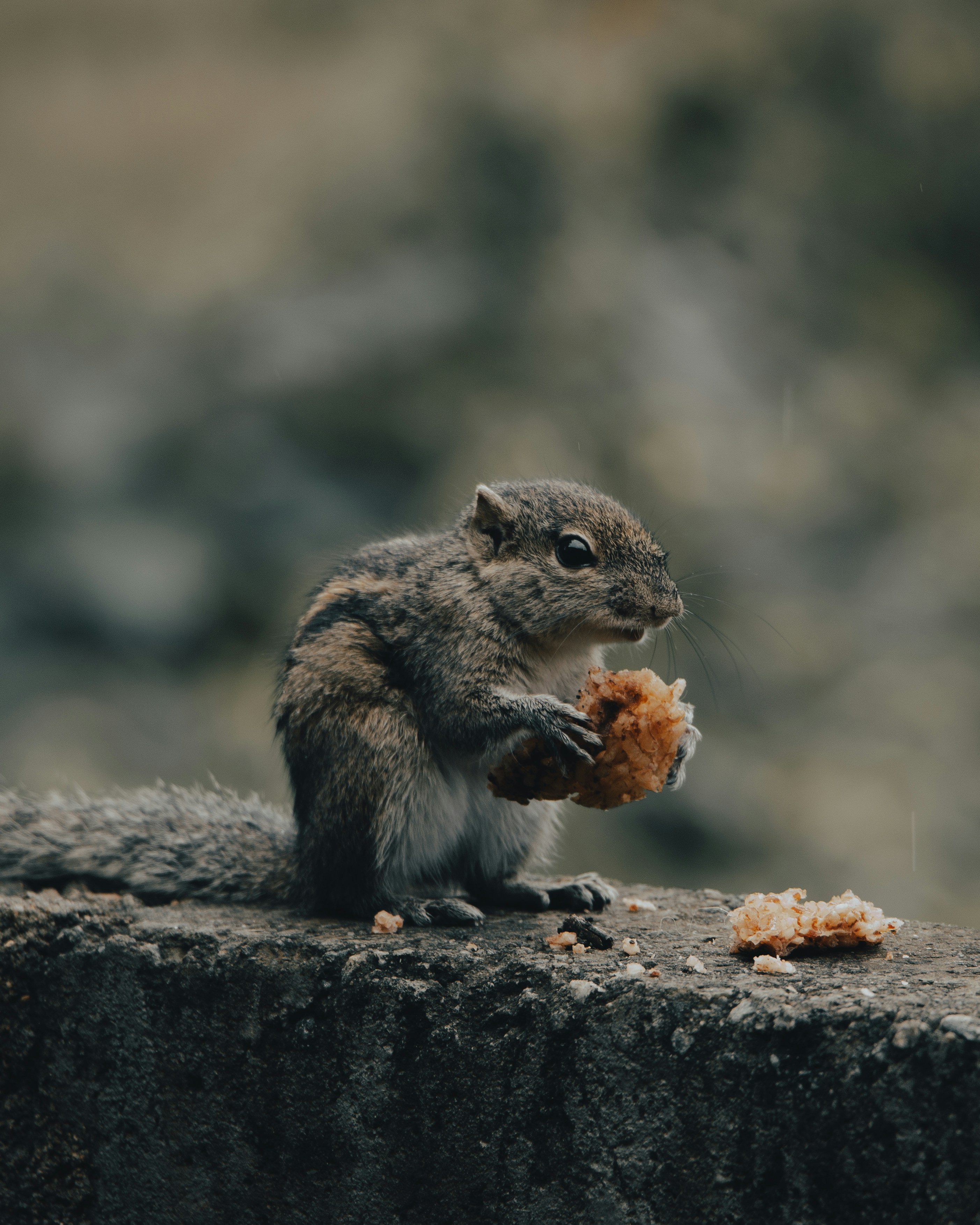 茶色の木に茶色と白のリスの写真 Unsplashで見つけるスリランカの無料写真