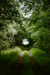 green trees and plants during daytime