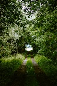 A serene path illuminated by soft morning light, evoking clarity and new beginnings.
