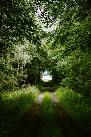 green trees and plants during daytime