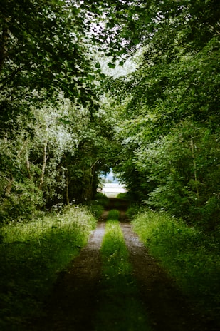 A peaceful nature trail surrounded by soft green foliage and light.