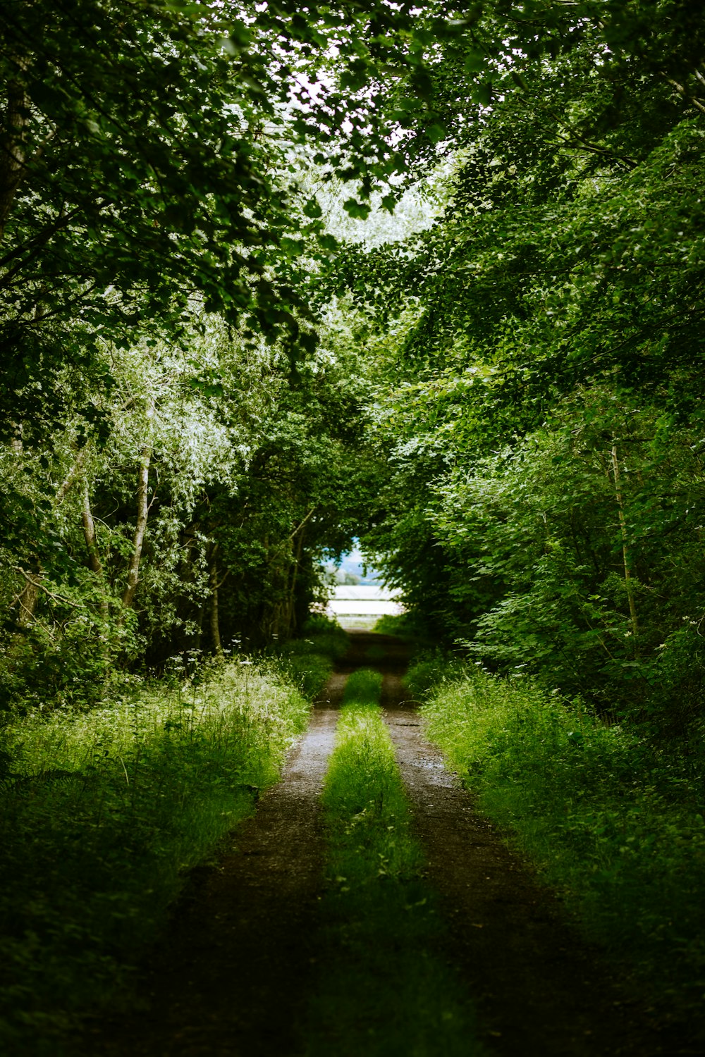 green trees and plants during daytime