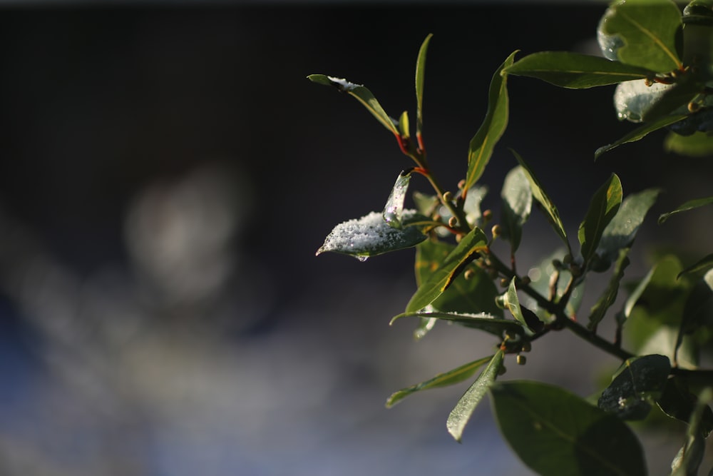 green plant with water droplets