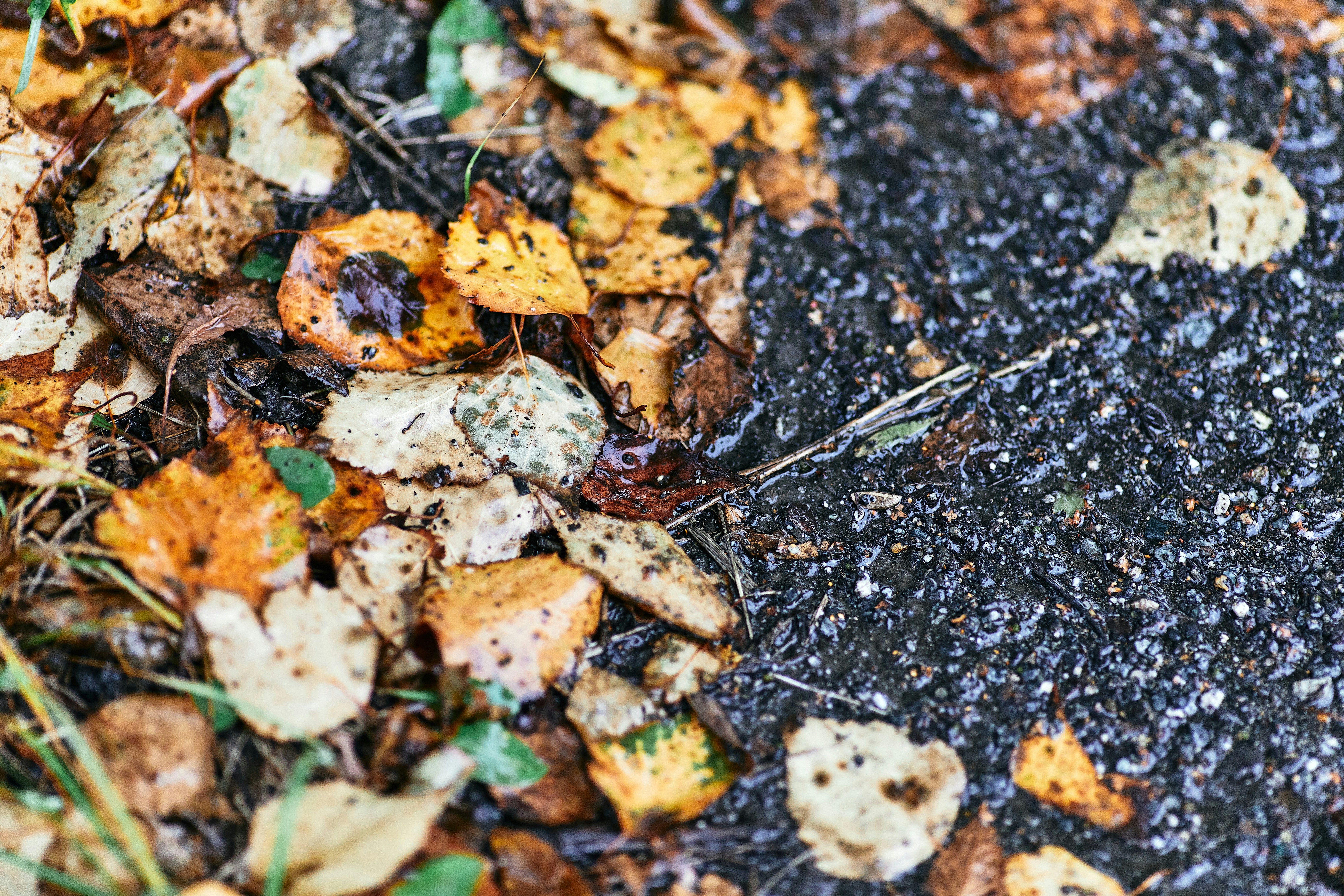 brown dried leaves on ground