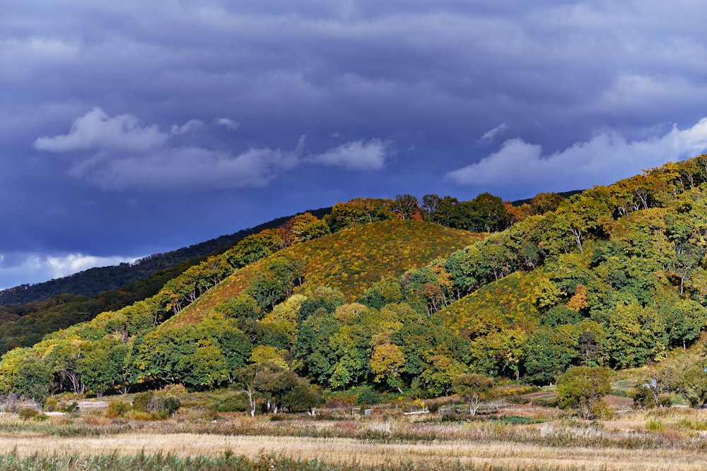 green trees on hill under cloudy sky during daytime