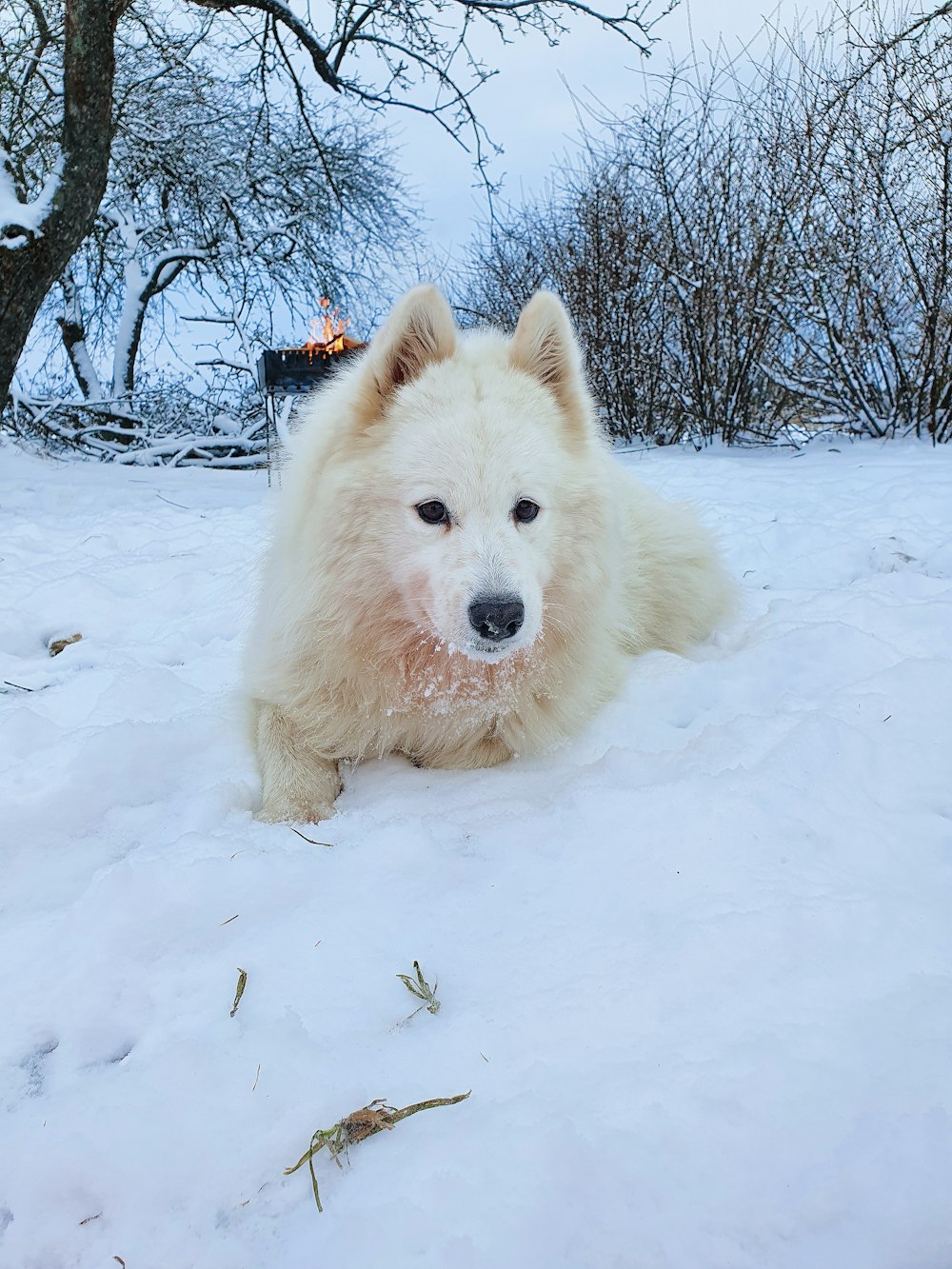 white long coat medium dog on snow covered ground during daytime